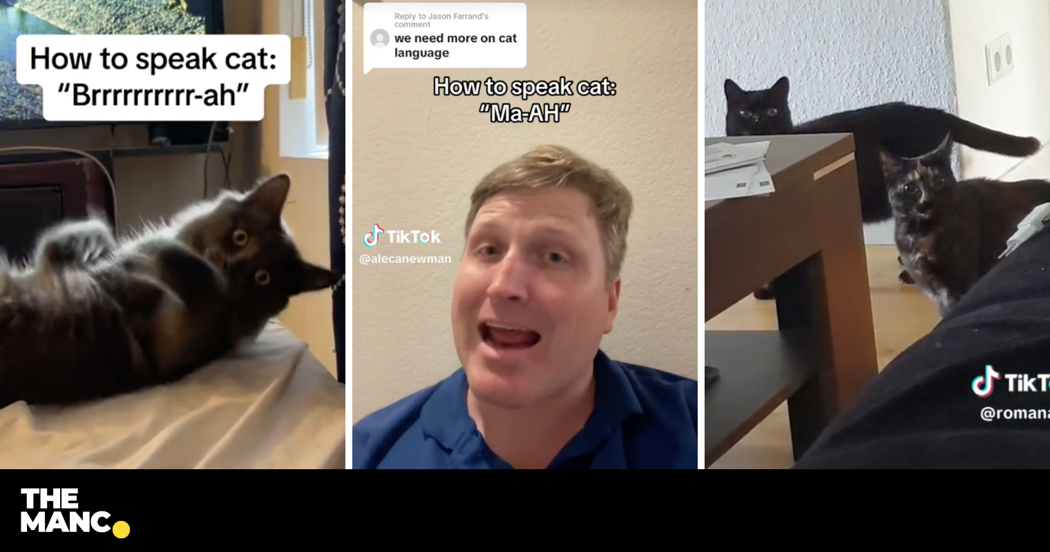 A bloke on TikTok is teaching people how to speak to their cats — and ...