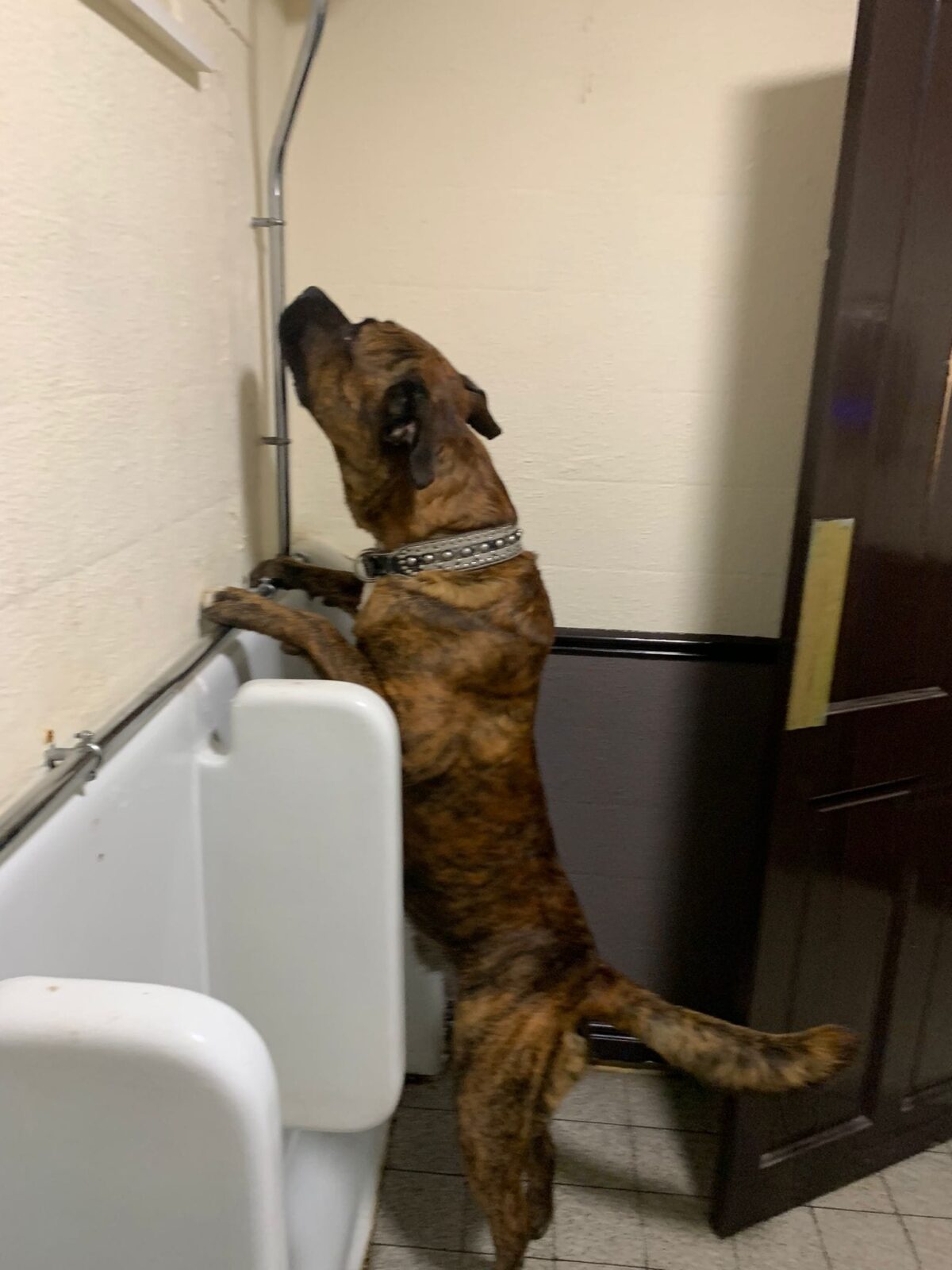 dog using pub urinal