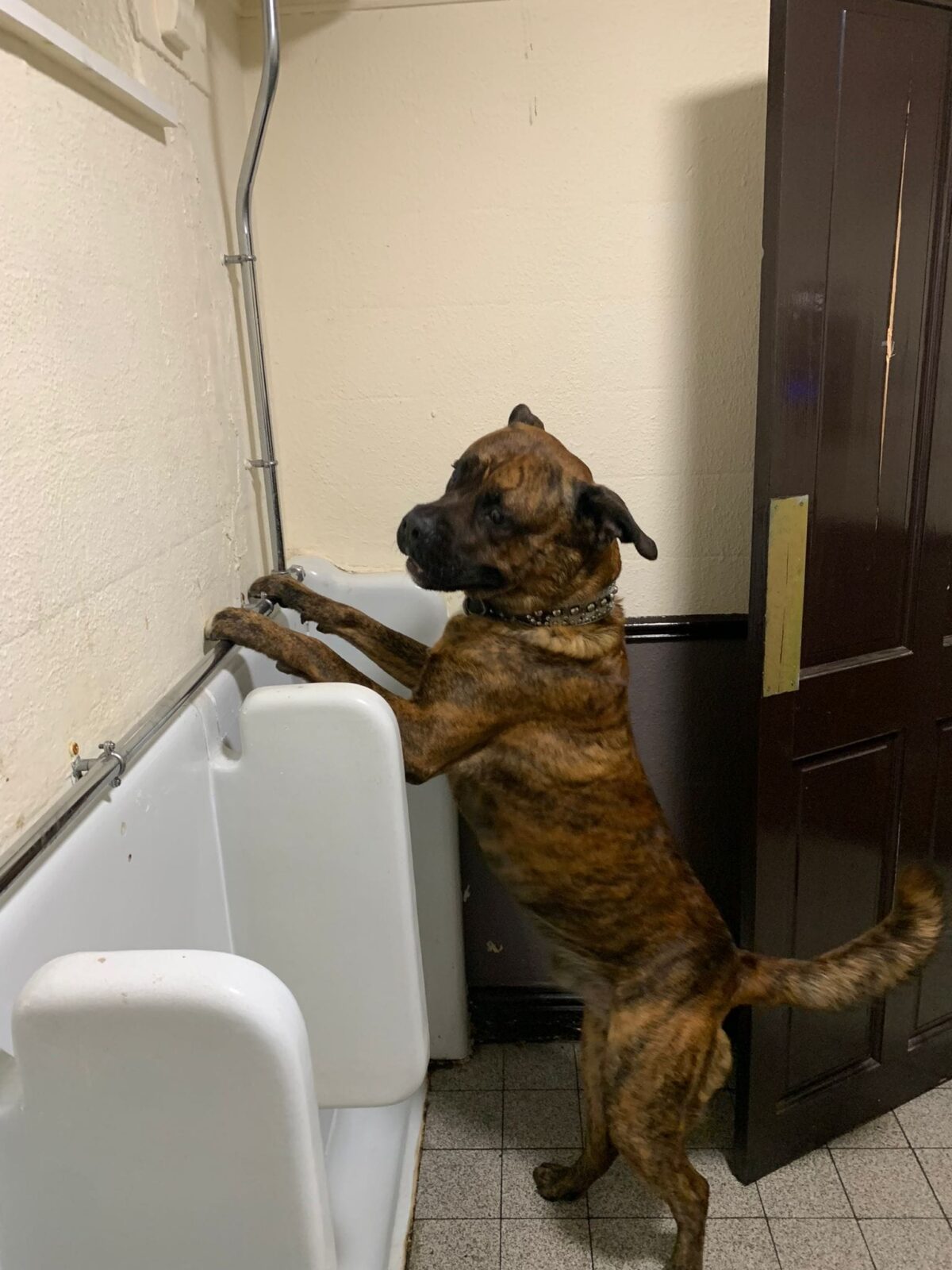 dog using urinal
