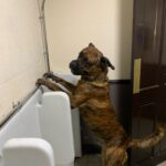 dog using pub urinal