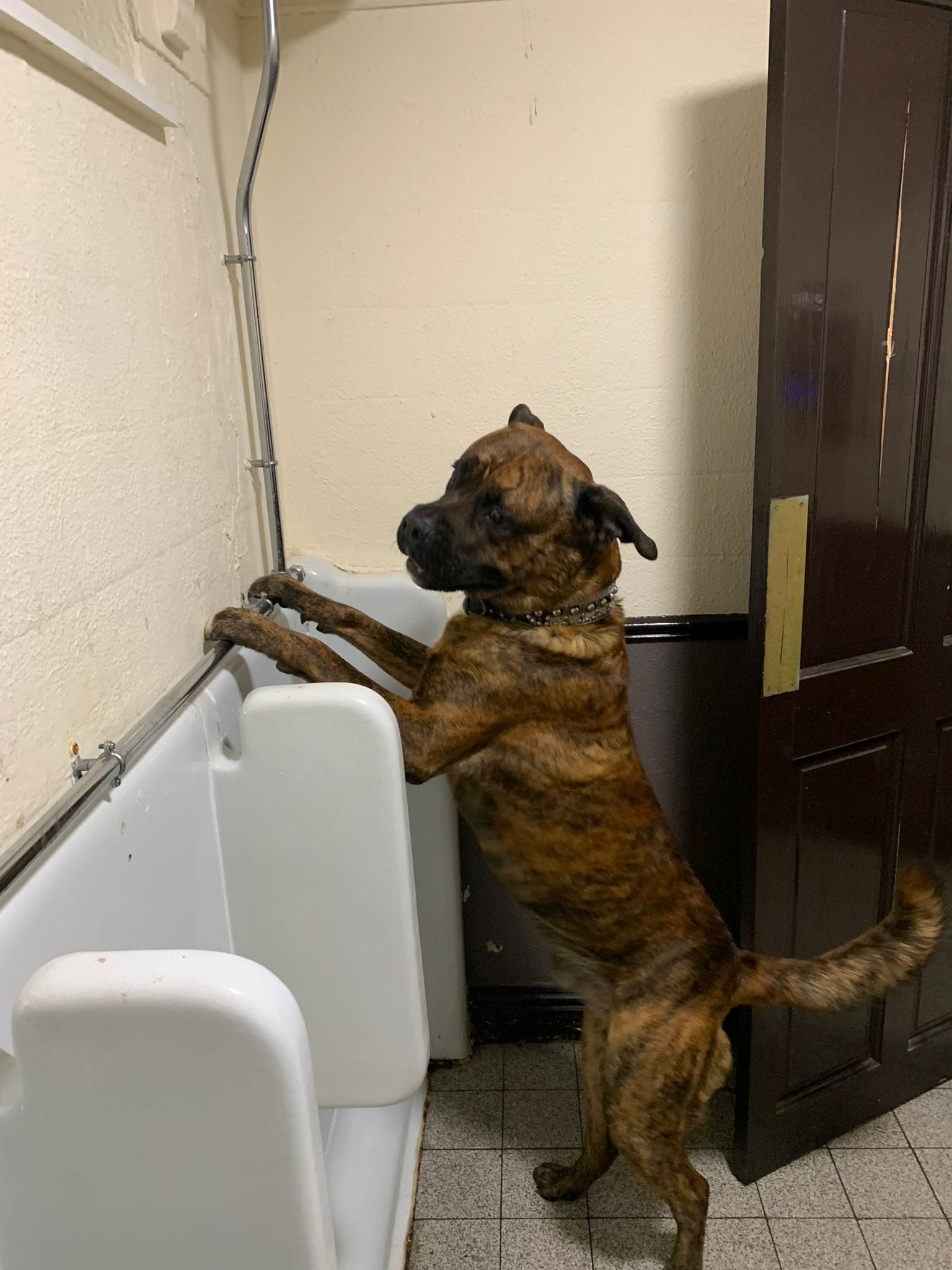 dog using pub urinal