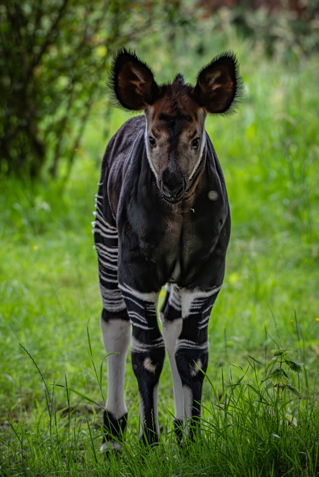 Okapi Calf