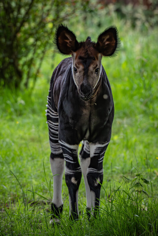 A rare 'highly endangered' giraffe zebra hybrid has been born at ...