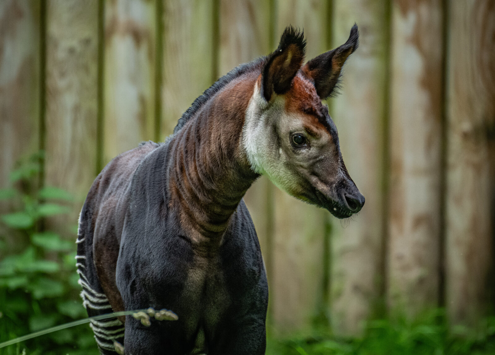 A rare 'highly endangered' giraffe zebra hybrid has been born at Chester Zoo