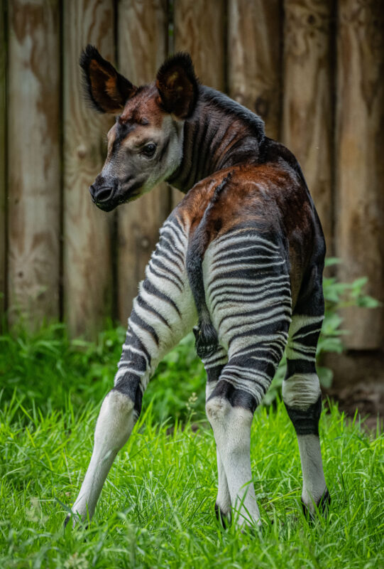 A rare 'highly endangered' giraffe zebra hybrid has been born at ...