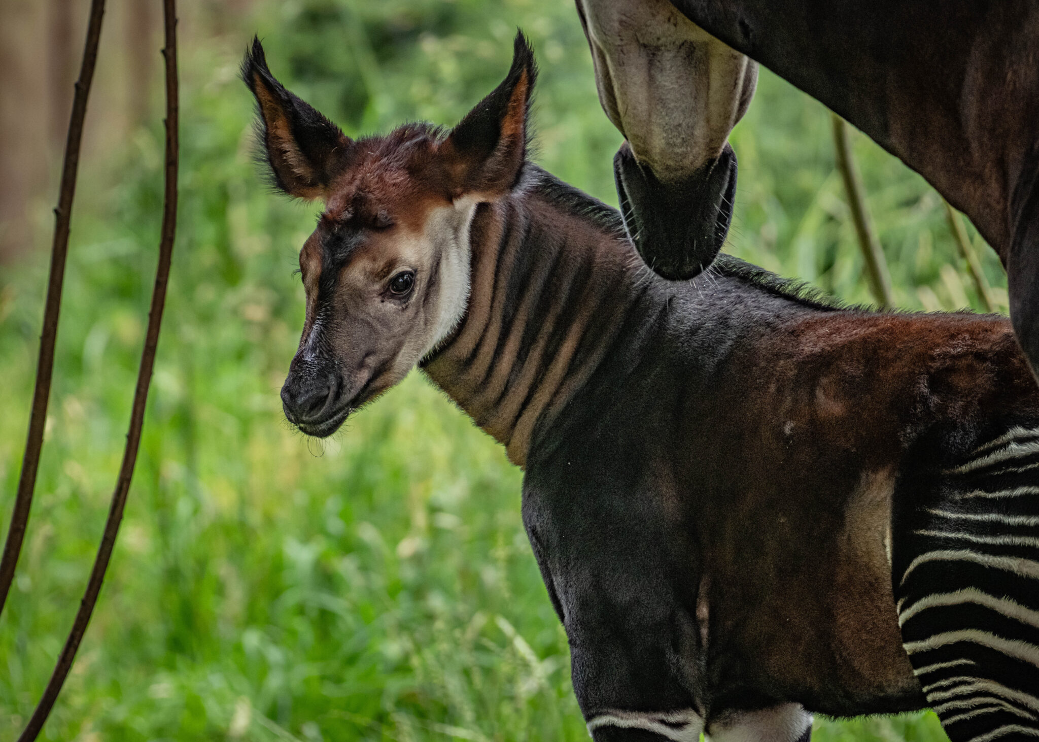 A rare 'highly endangered' giraffe zebra hybrid has been born at