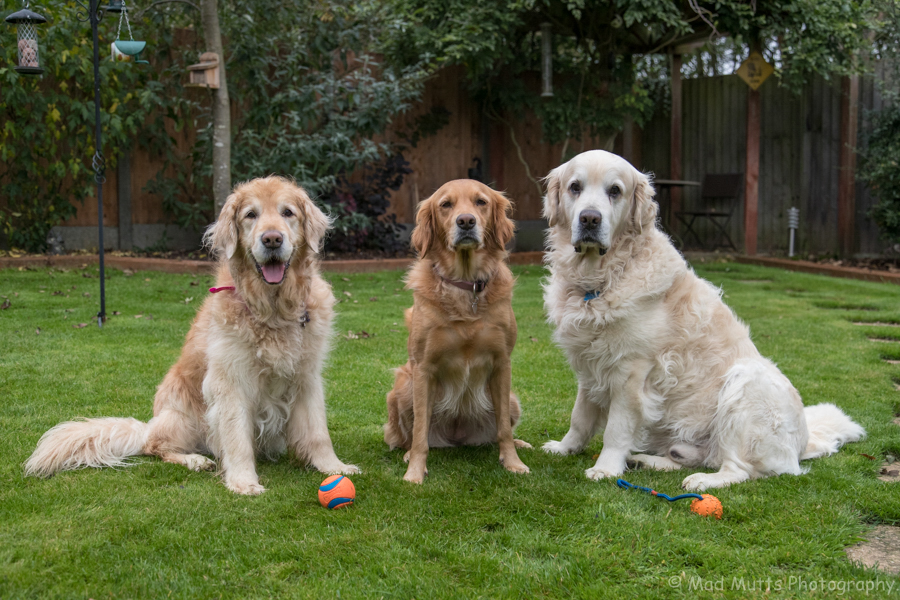 Golden Retriever Meet Up