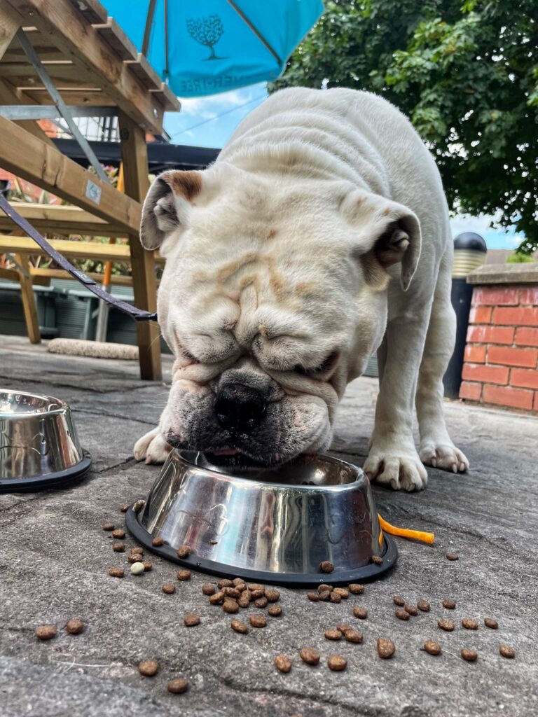 Manchester pub launches 'traditional' dog menu with roasts, burgers ...