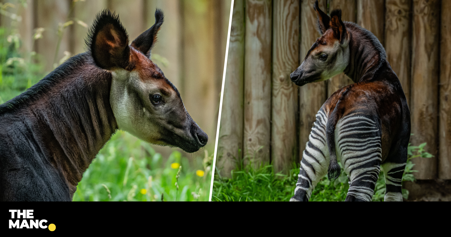 A rare 'highly endangered' giraffe zebra hybrid has been born at ...