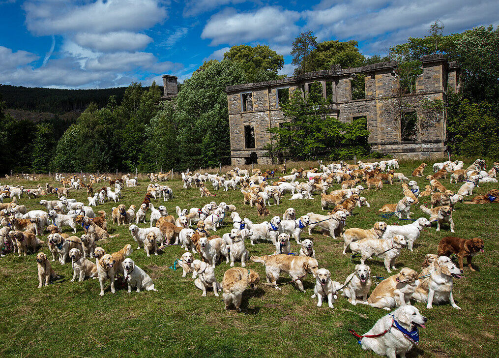 Hundreds of golden retrievers meet up to celebrate the breed's 155th ...