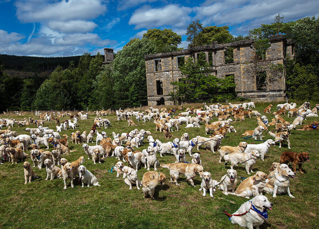 Golden Retriever Meet Up