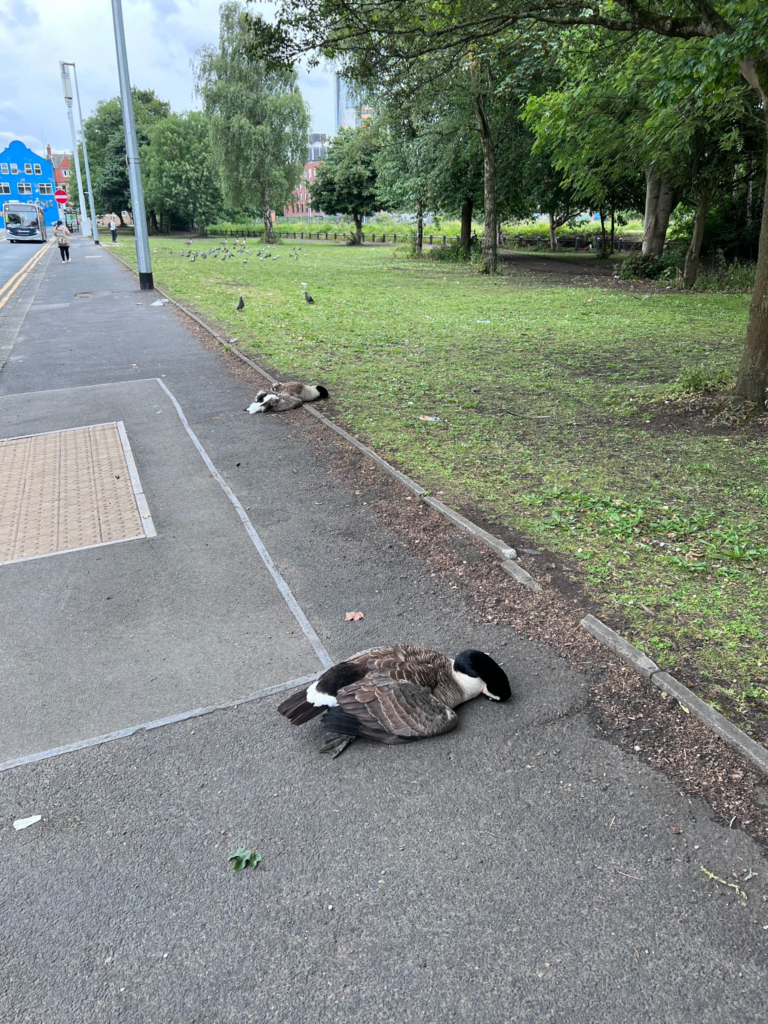 The geese lying at the side of the road after being run over by a van