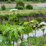 Giant Hogweed, which can be identified by its jagged leaves, thick stems with purple splotches, and huge height
