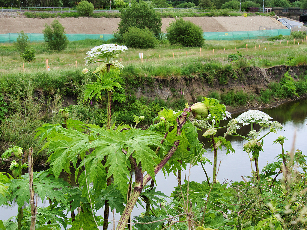 Giant Hogweed, which can be identified by its jagged leaves, thick stems with purple splotches, and huge height