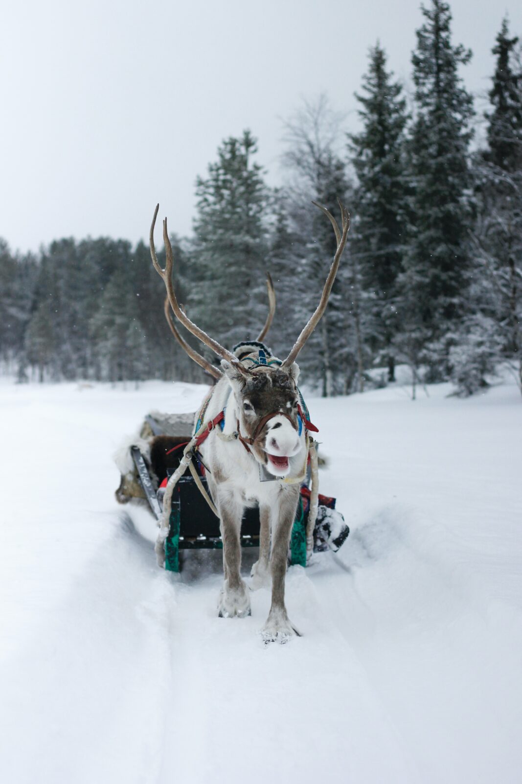 lapland trips from manchester