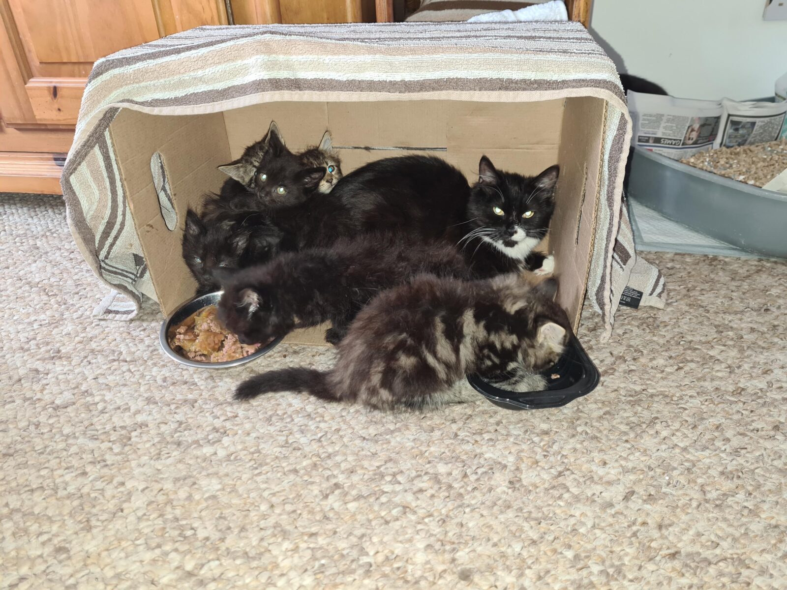 The kittens and cats after being rescued from the washing basket
