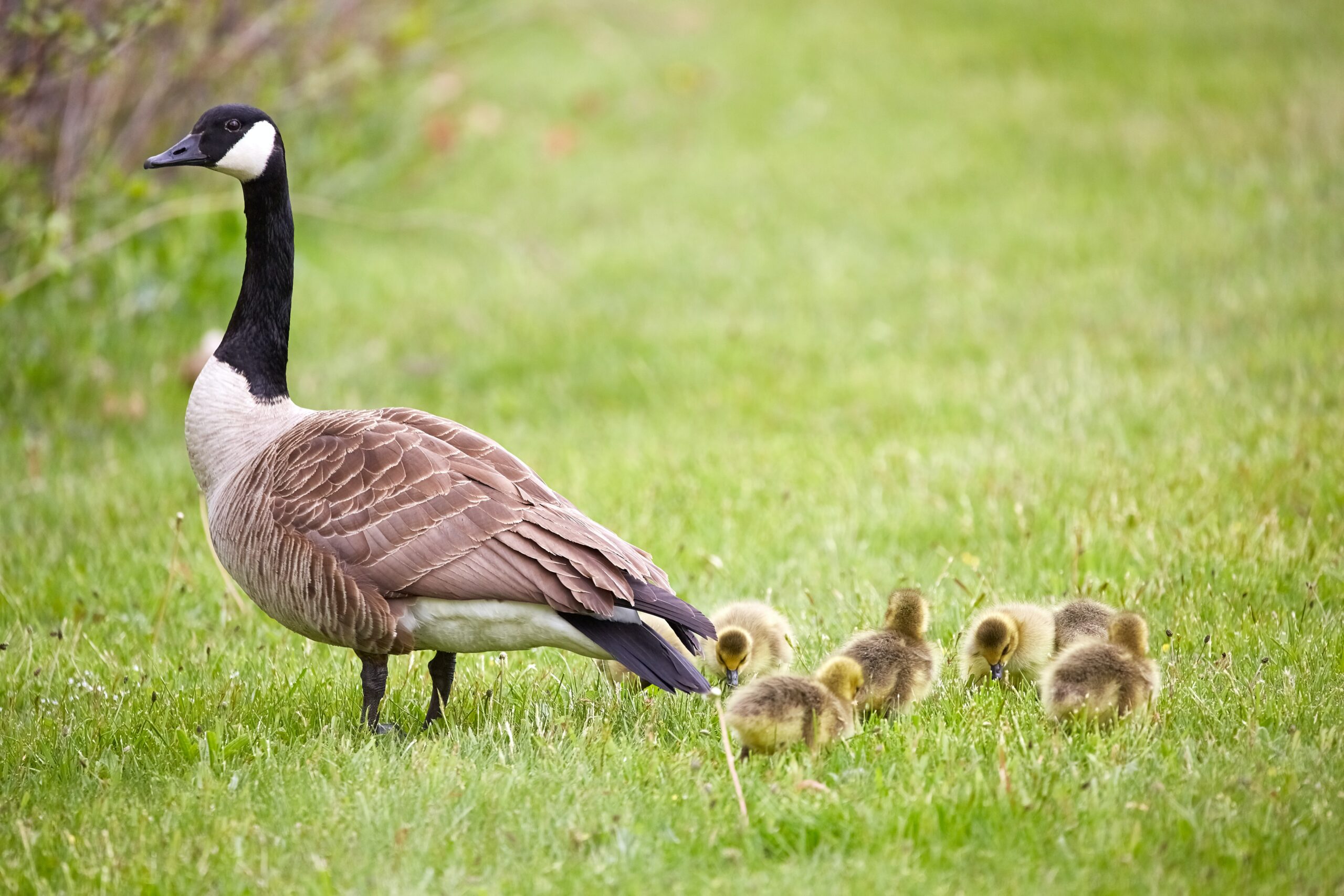 A flock of geese were 'deliberately' run over by a white van in Salford.