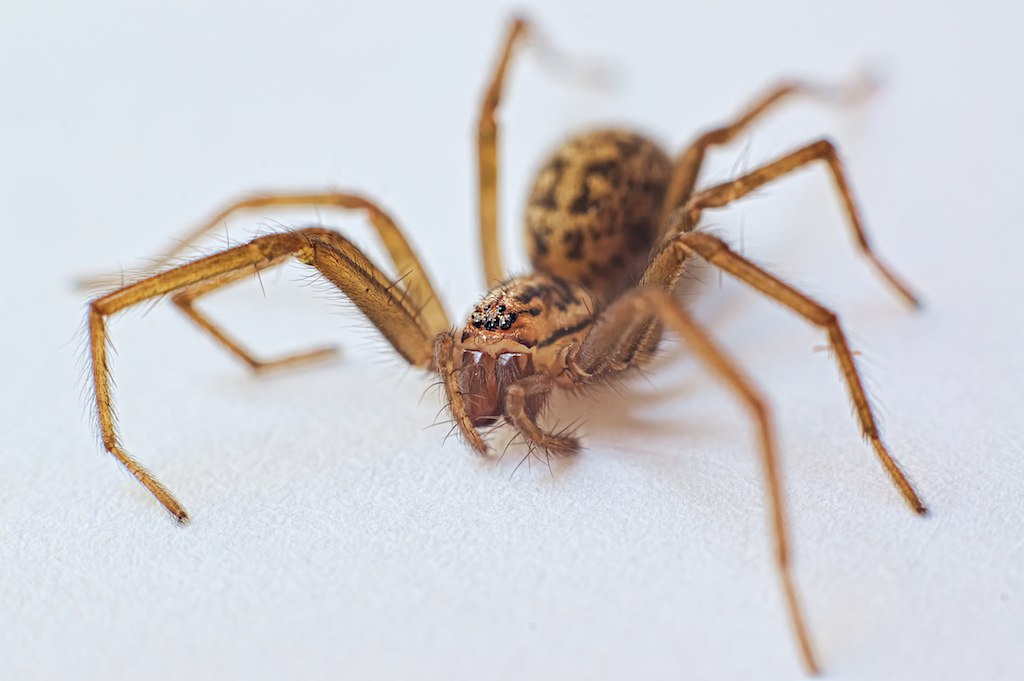 Huge Sex Crazed Spiders Will Soon Invade Uk Homes As Mating Season Starts 