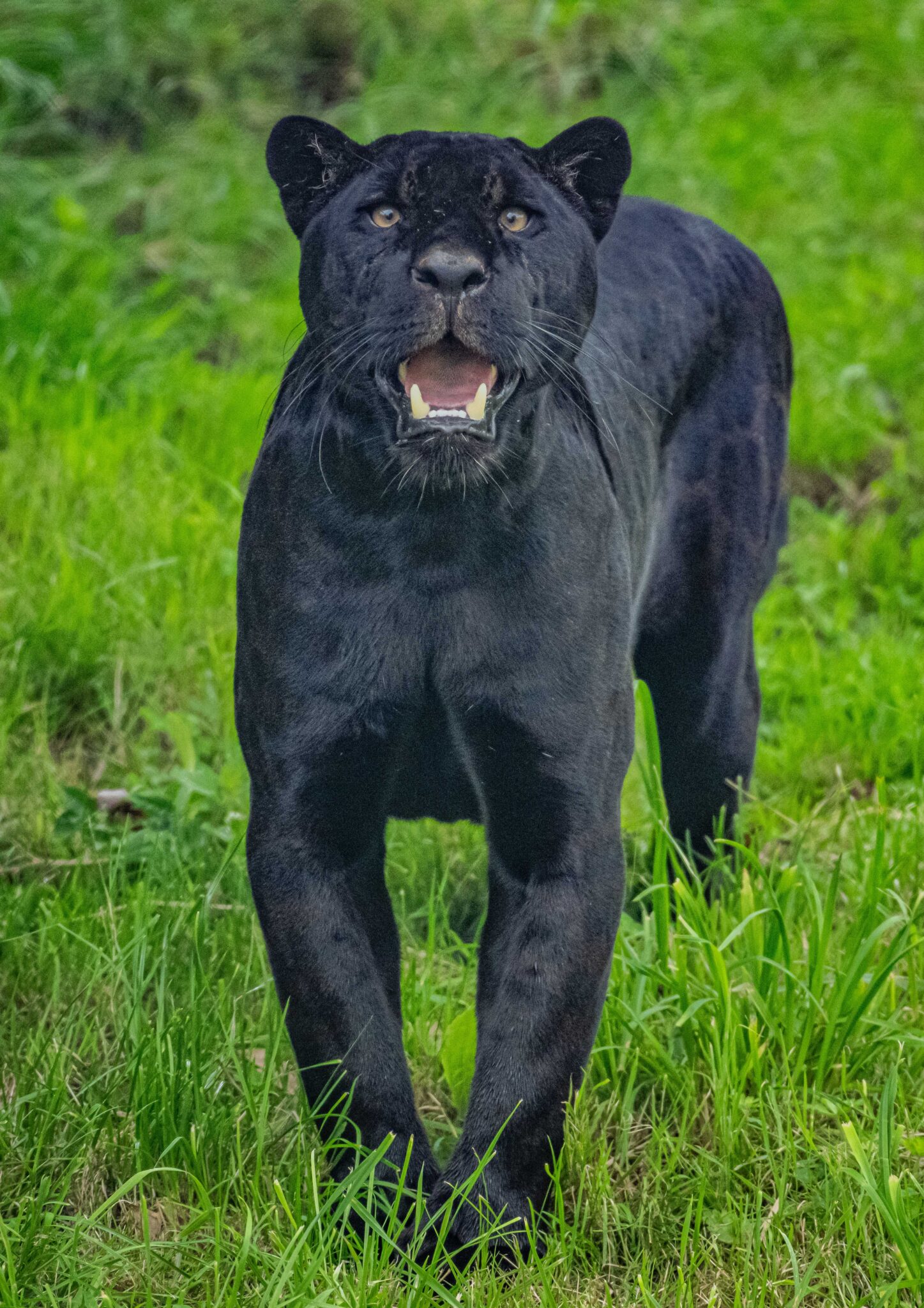 Chester Zoo Has Welcomed A Beautiful Rare Black Jaguar