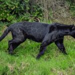 Inka, a rare black jaguar, has arrived at Chester Zoo.
