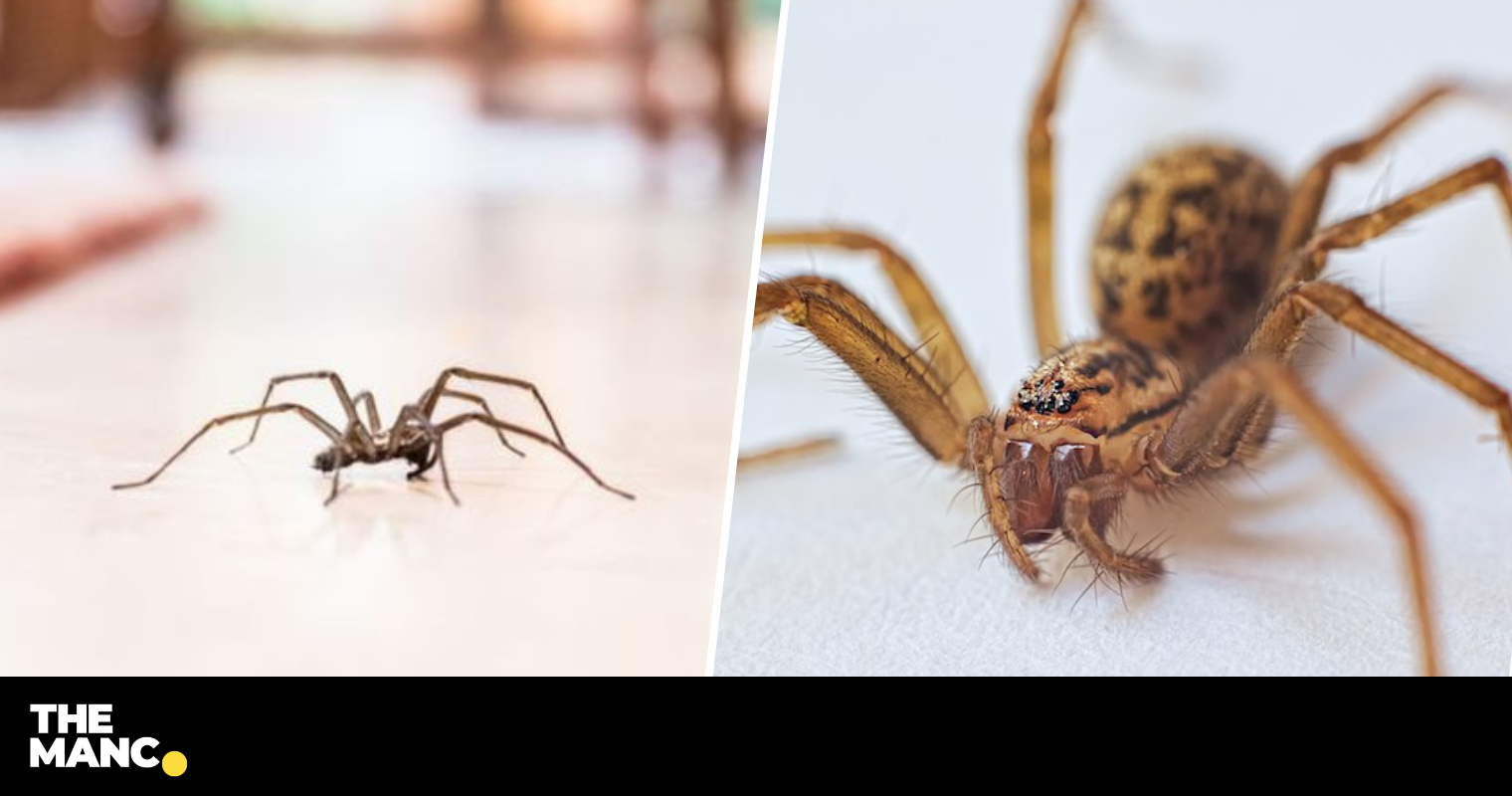 Huge Sex Crazed Spiders Will Soon Invade Uk Homes As Mating Season Starts 1185