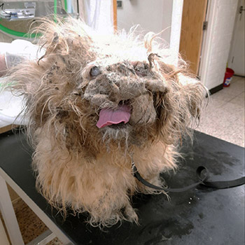 Morris dog with matted fur mistaken for pile of rags finds new home