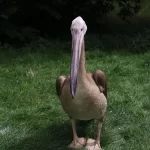 Stanley the pelican has escaped from Blackpool Zoo