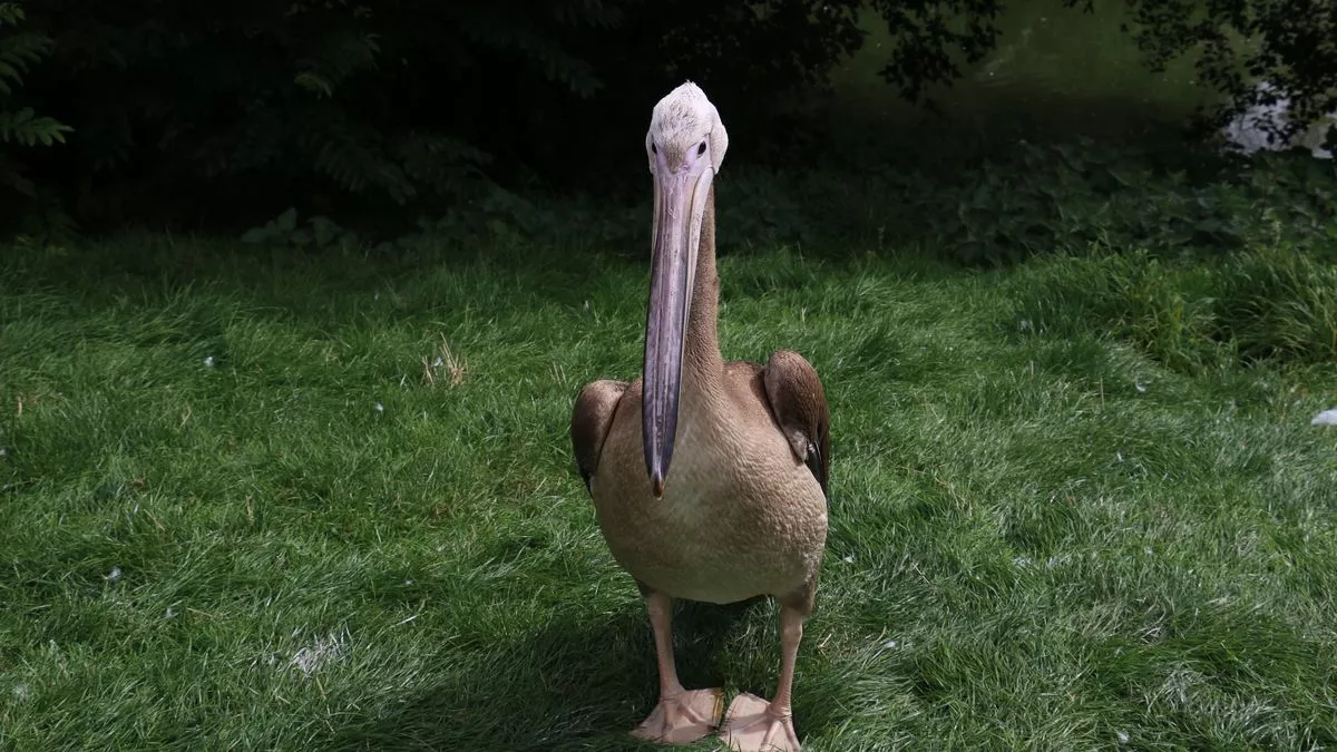 Stanley the pelican has escaped from Blackpool Zoo