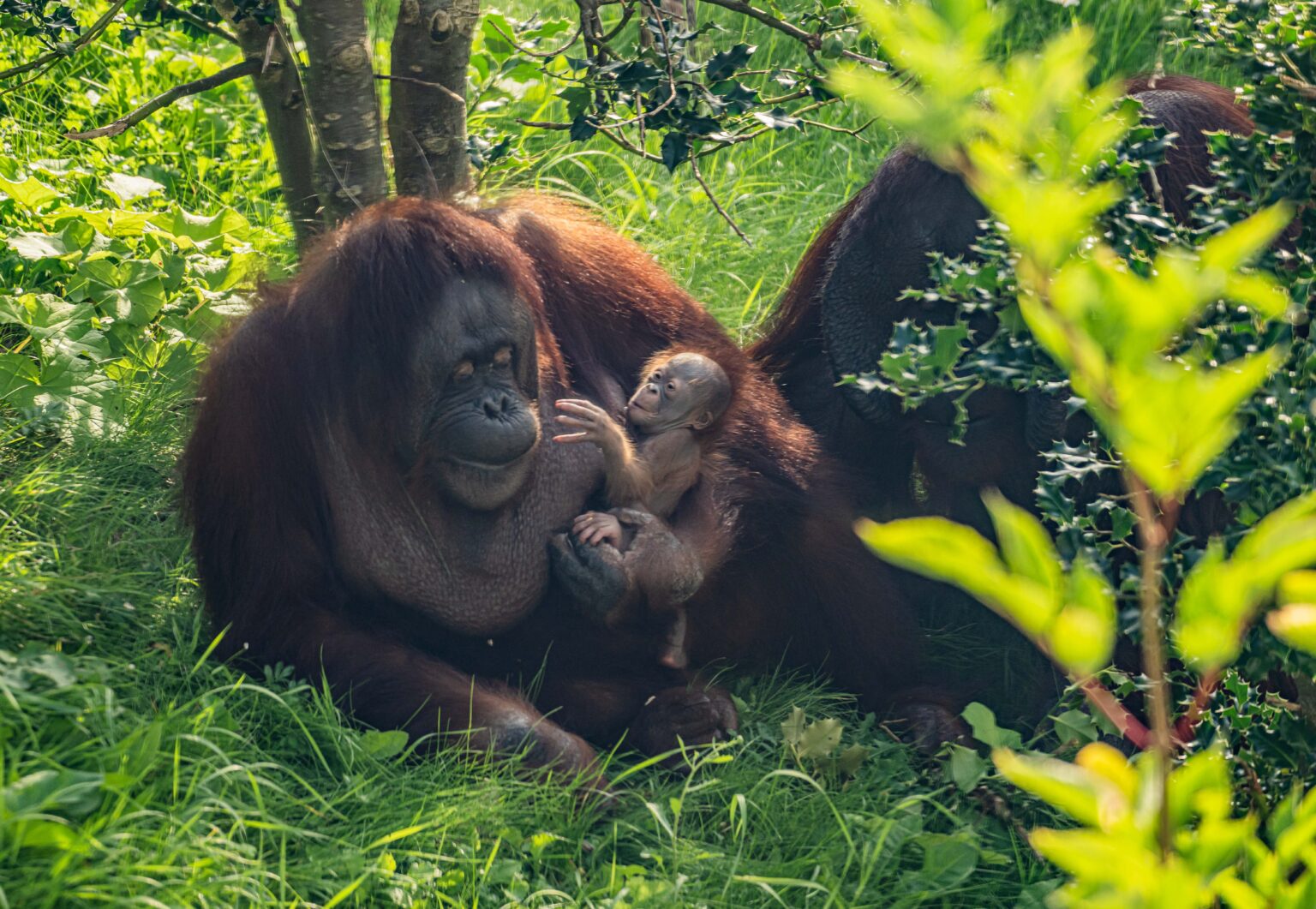 A Critically-endangered Bornean Orangutan Has Just Been Born At Chester Zoo