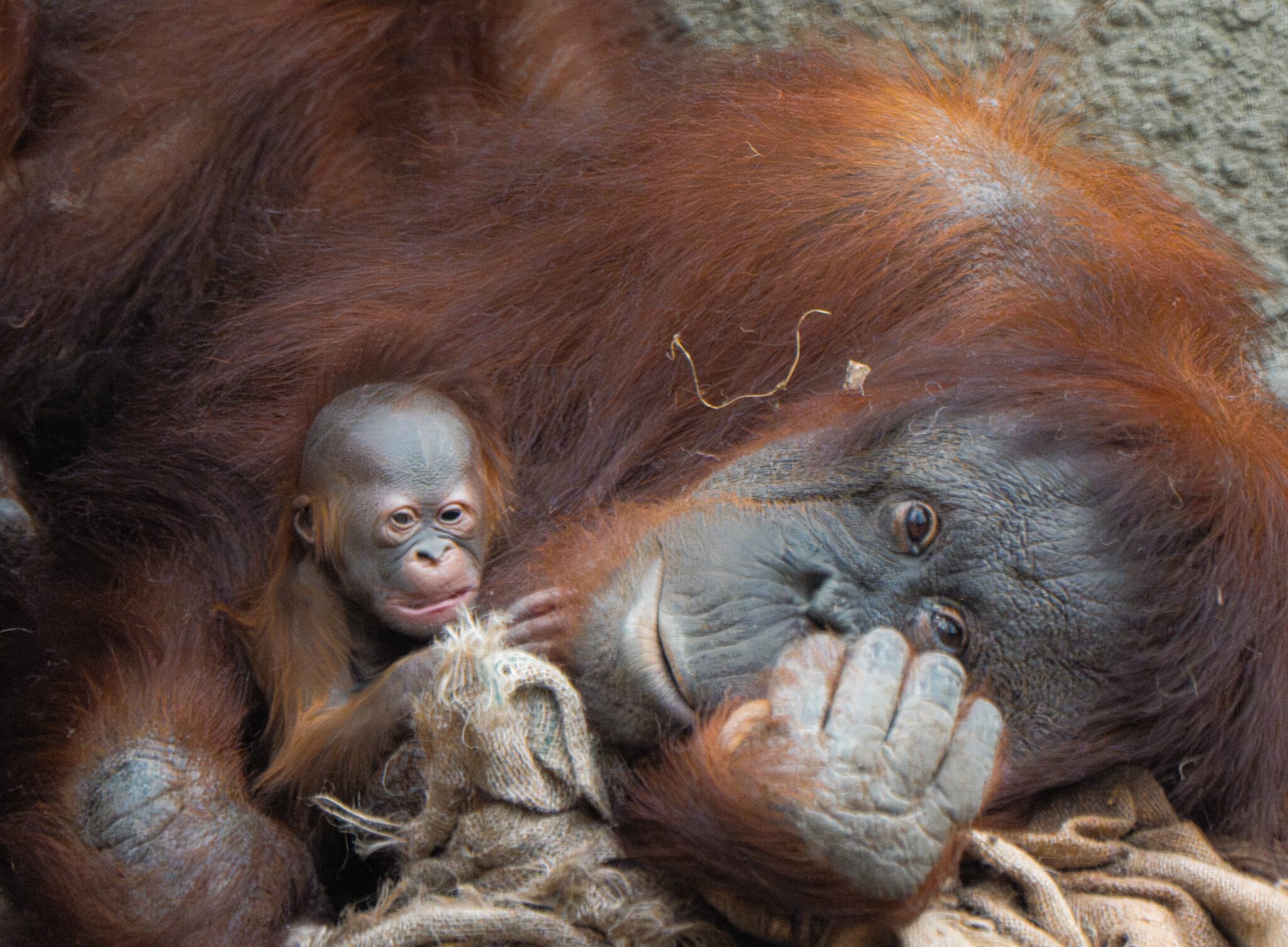 A Critically-endangered Bornean Orangutan Has Just Been Born At Chester Zoo