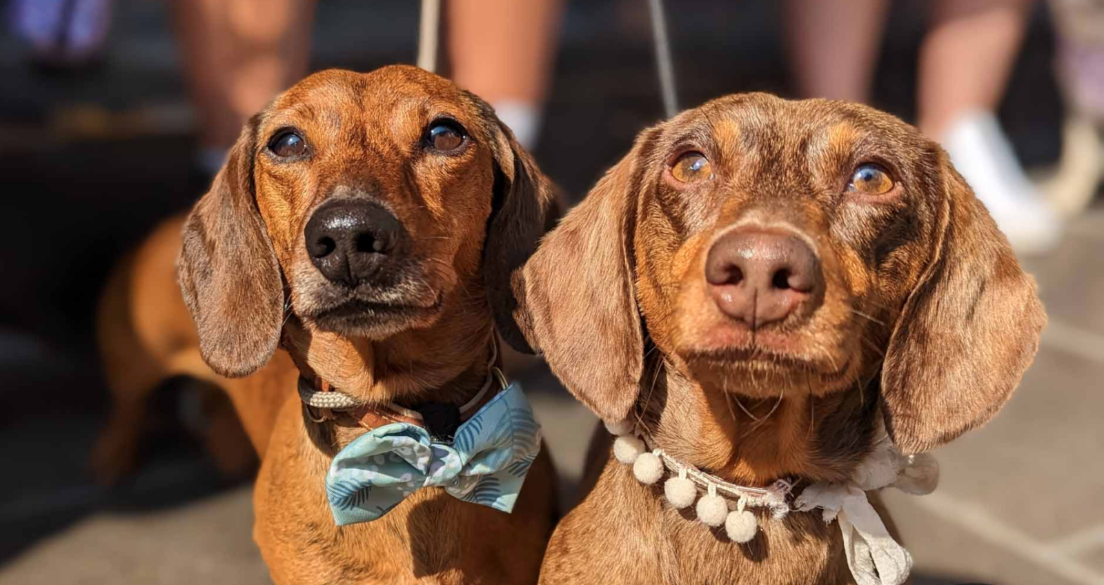 A pop-up cafe filled with hundreds of sausage dogs is back in Manchester  this month