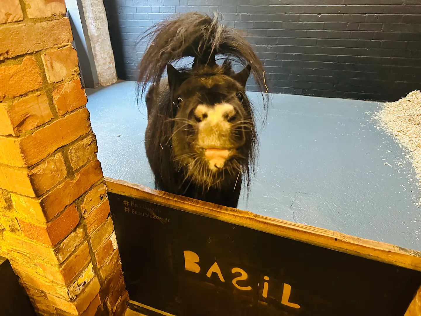 Basil the Shetland Pony shares an entrance to an Airbnb in the UK
