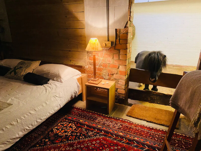Basil the Shetland Pony looking into the bedroom of the Basils Barn Airbnb
