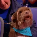Dog accepts posthumous 2023 National Television Award on behalf of Paul O'Grady and interrupts speech with barks