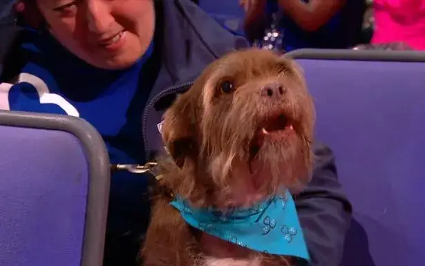 Dog accepts posthumous 2023 National Television Award on behalf of Paul O'Grady and interrupts speech with barks