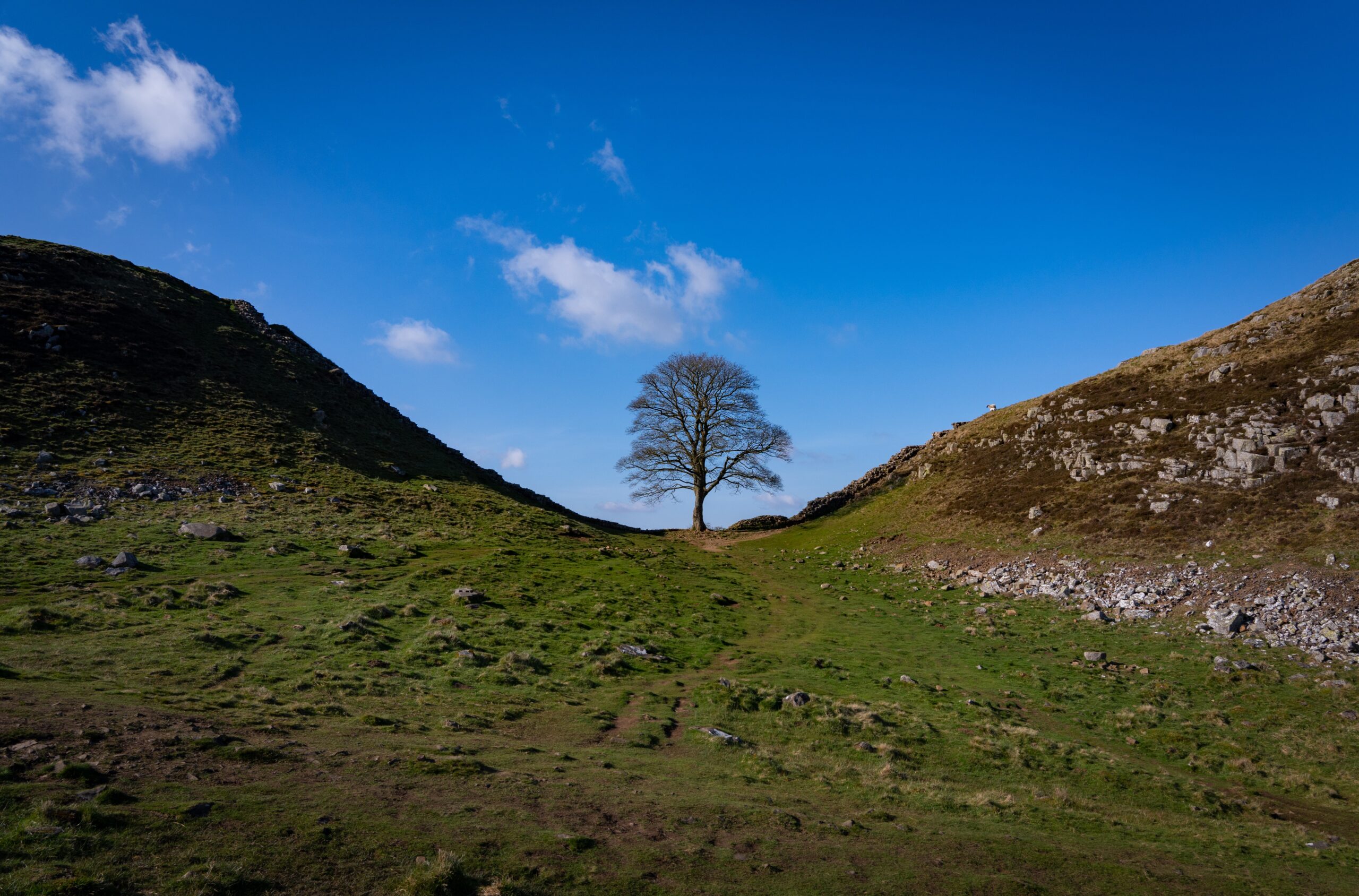 The Sycamore Gap tree has been renamed 'The Sycamore Stump' after it was felled in an act of vandalism