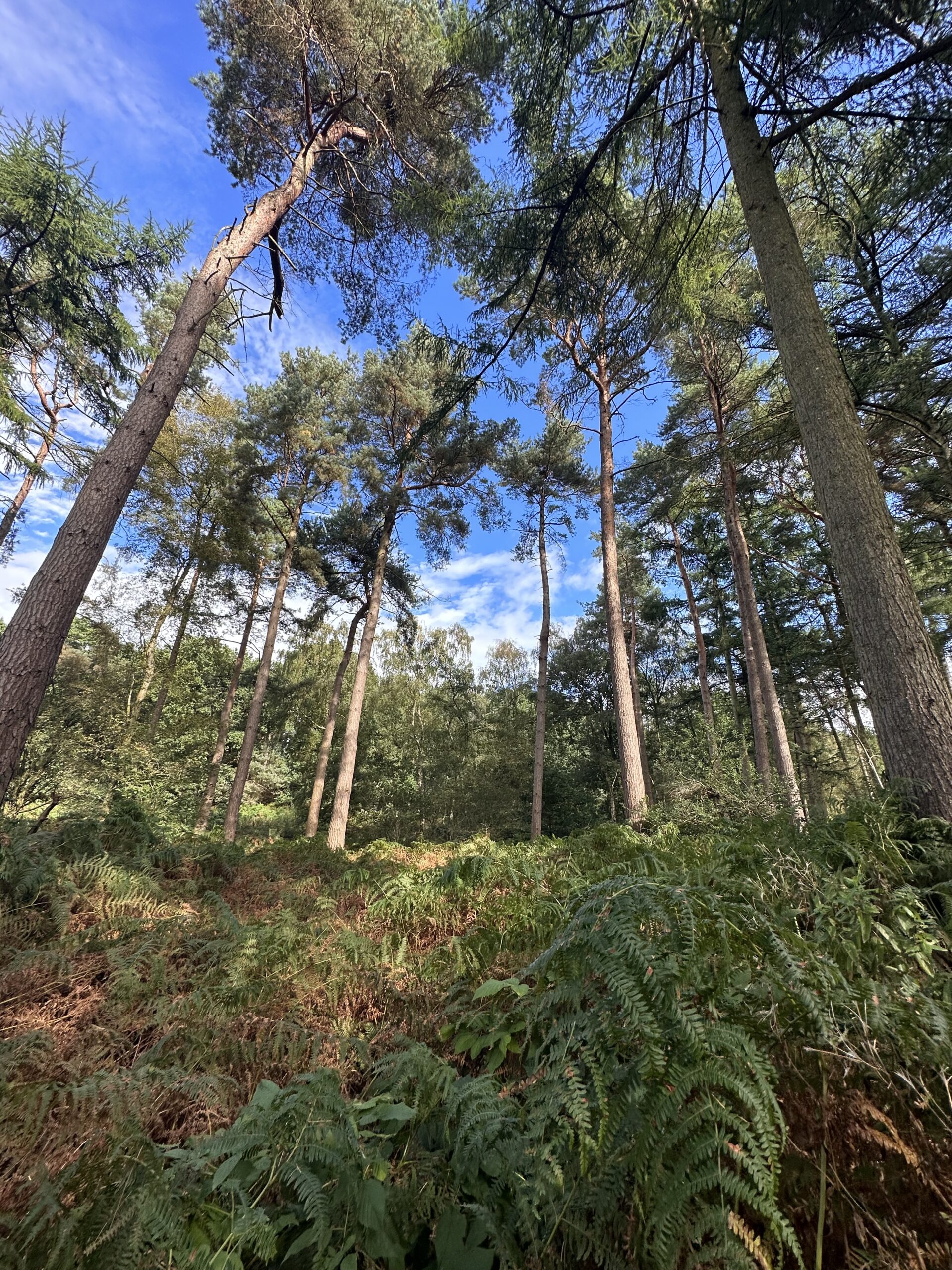 A countryside walk in Delamere Forest. Credit: Getlostmcr