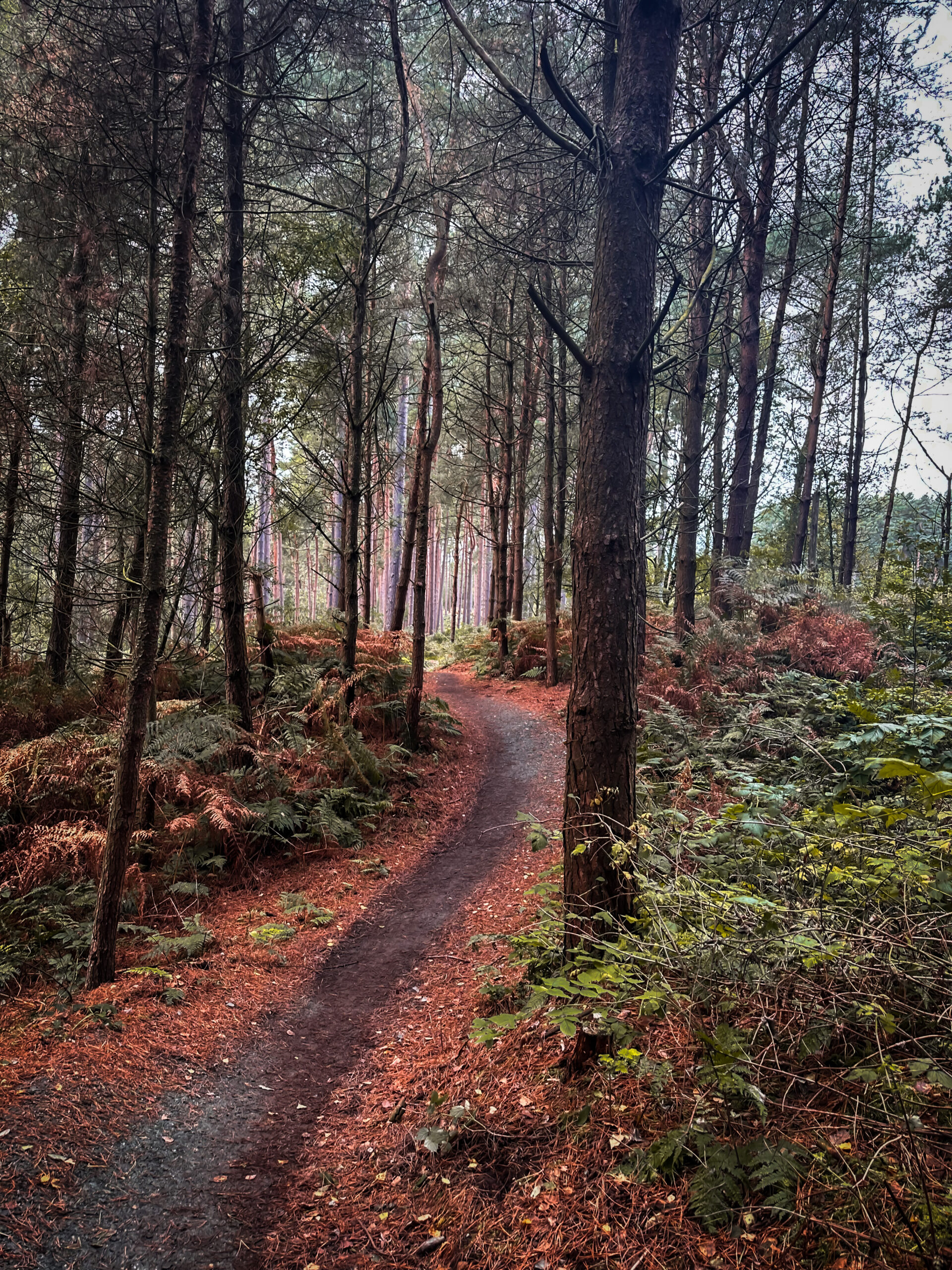 A countryside walk in Delamere Forest