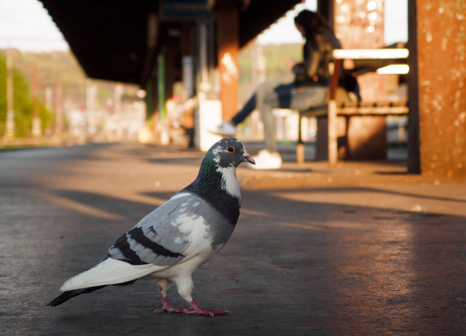 Московский голубь. Птицы на вокзале. Голубь на абхазском. Pigeon Frolk Москва.