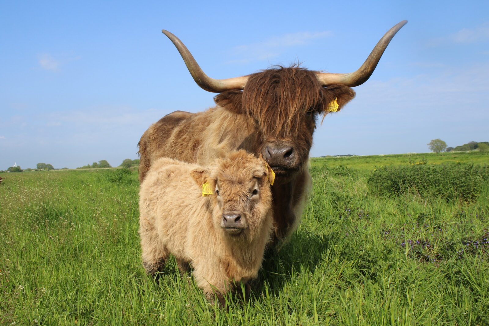 The cows you can cuddle at Dumble Farm