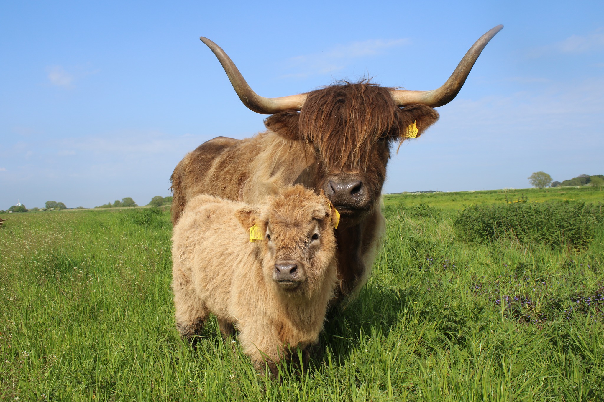 You can pay to cuddle fluffy cows at this northern farm