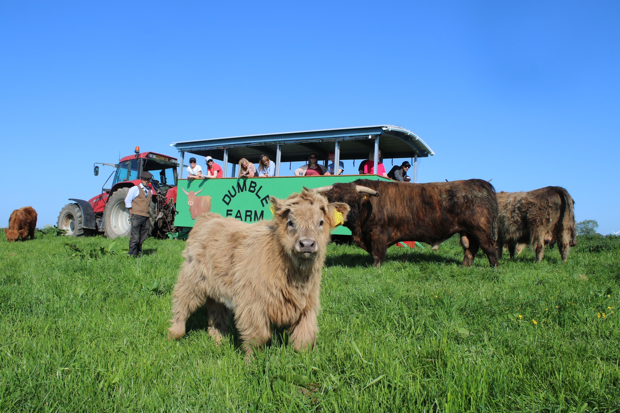 You can cuddle cows at Dumble Farm in Yorkshire