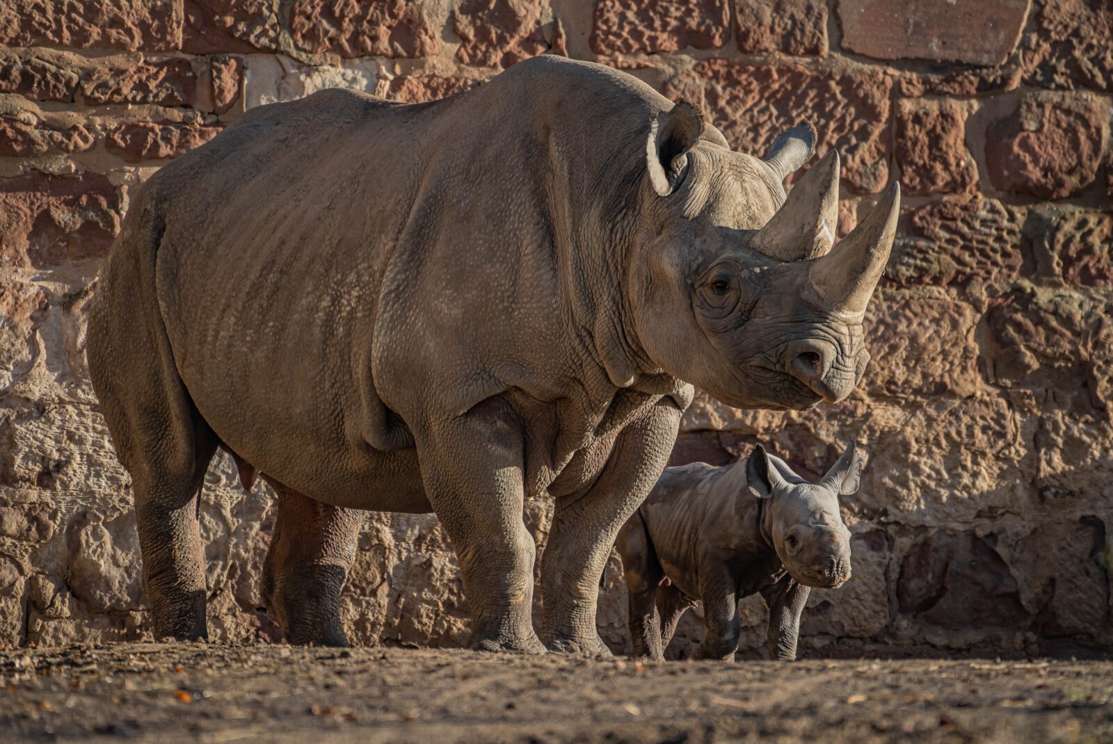 mum and baby rhino chester zoo