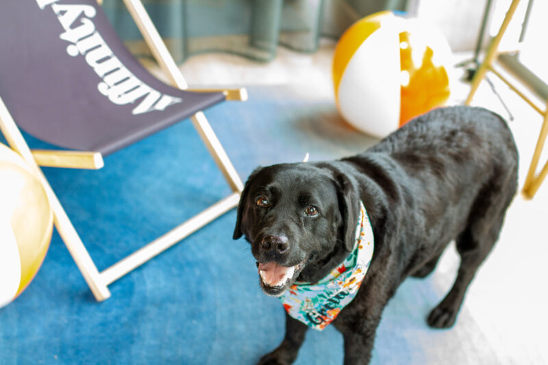 Affinity Living is hosting Manchester city centre's firstever dog