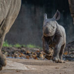 rare eastern black rhino birth video chester zoo