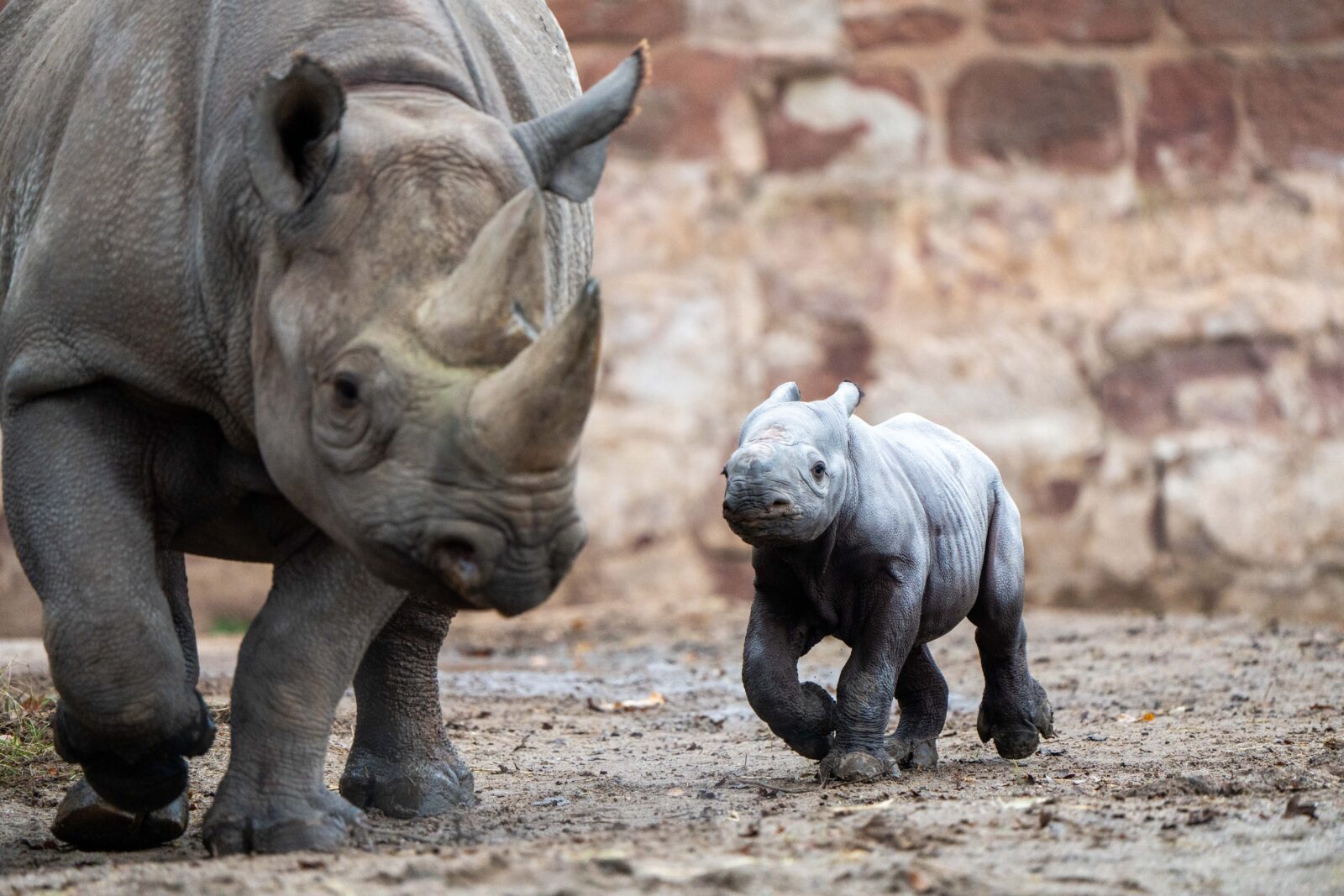 baby rhino video chester zoo