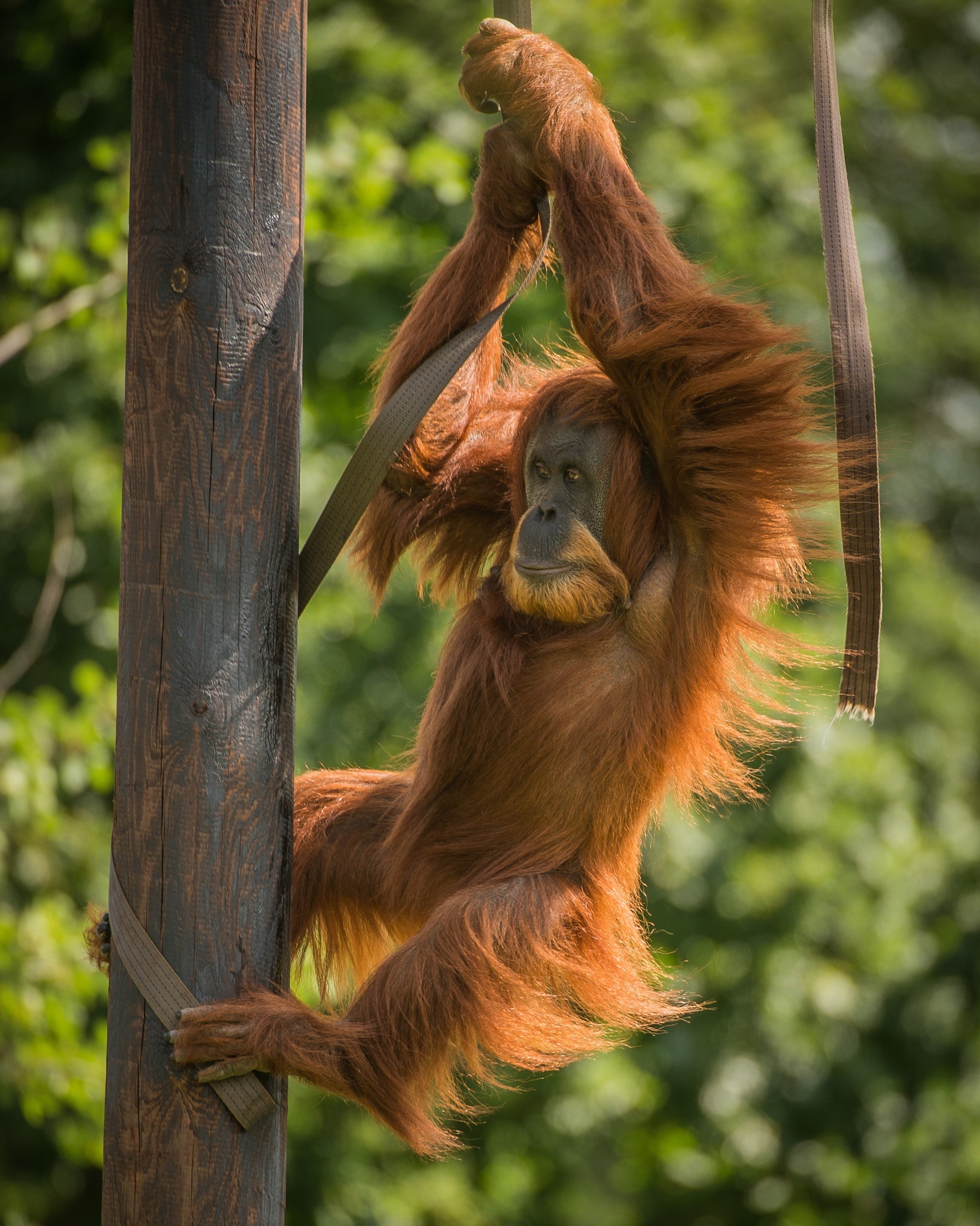 Chester Zoo will close due to Storm Pia