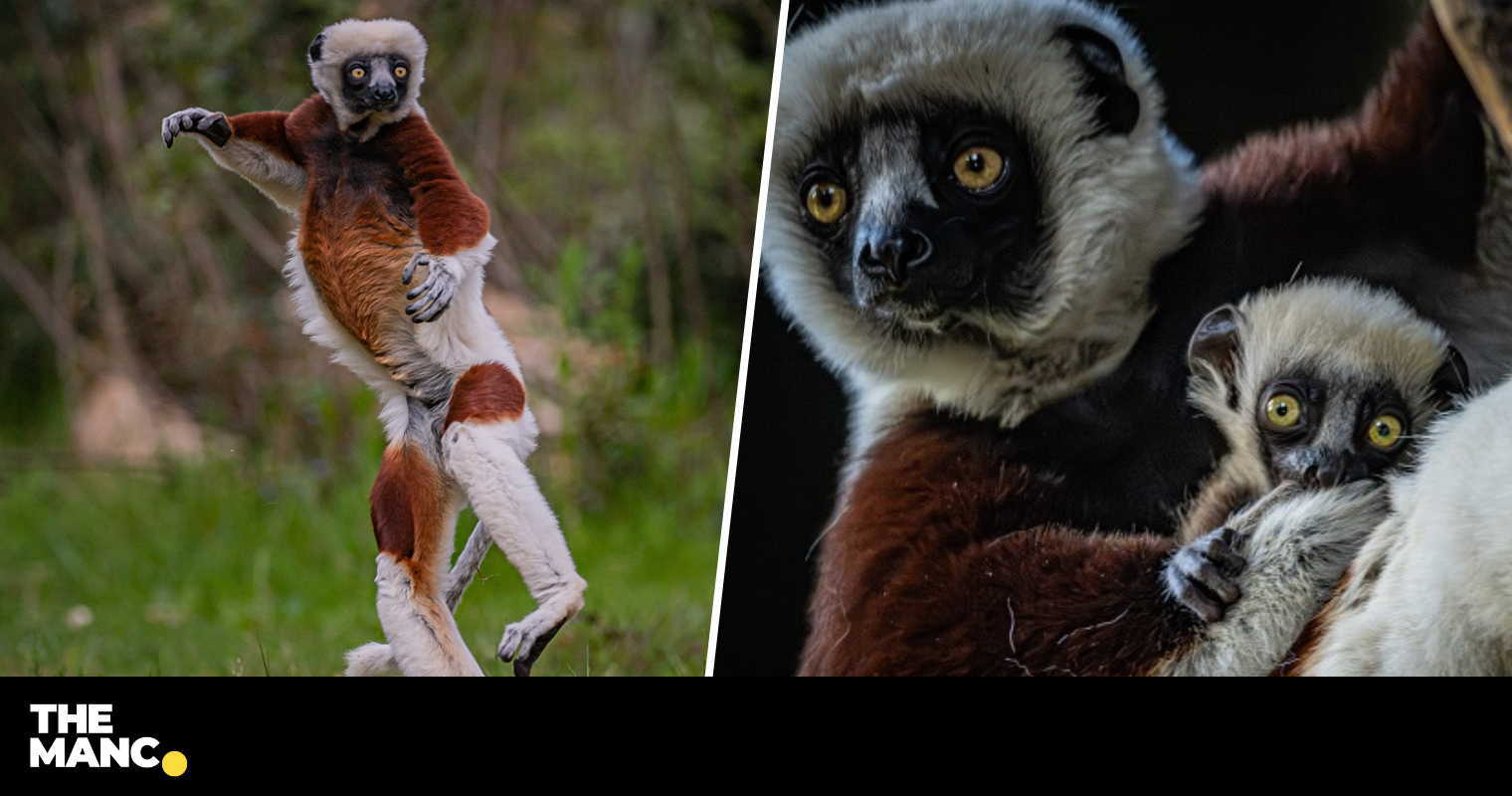 A critically endangered 'dancing lemur' has been born at Chester Zoo