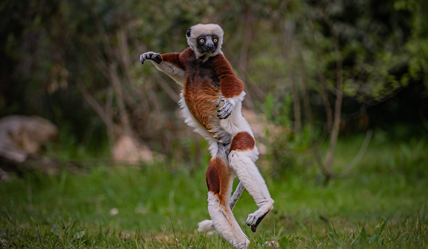 what lemurs are at chester zoo?