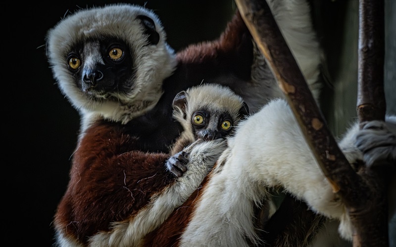 baby dancing lemurs born chester zoo
